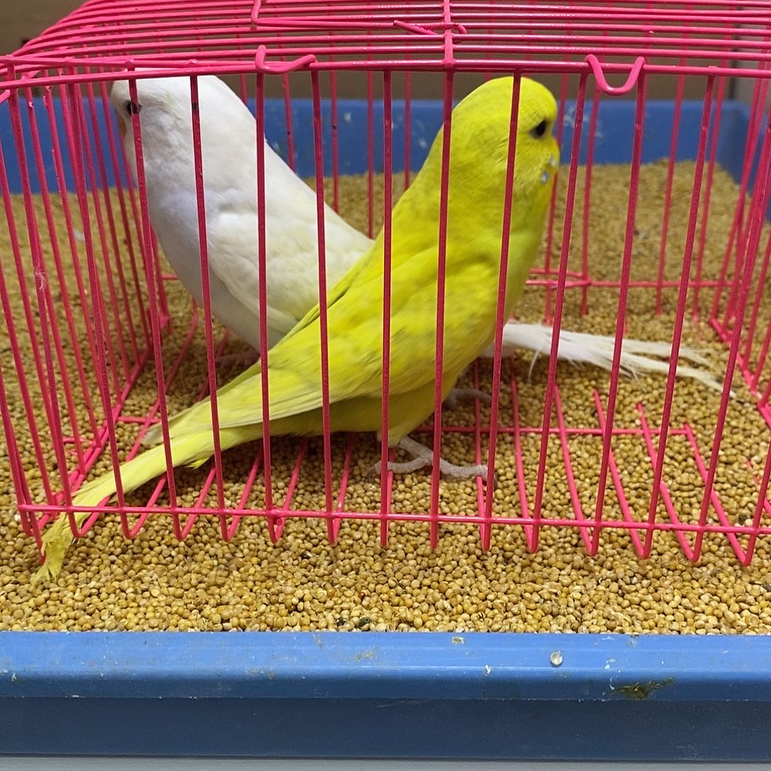 虎皮鹦鹉大头一对