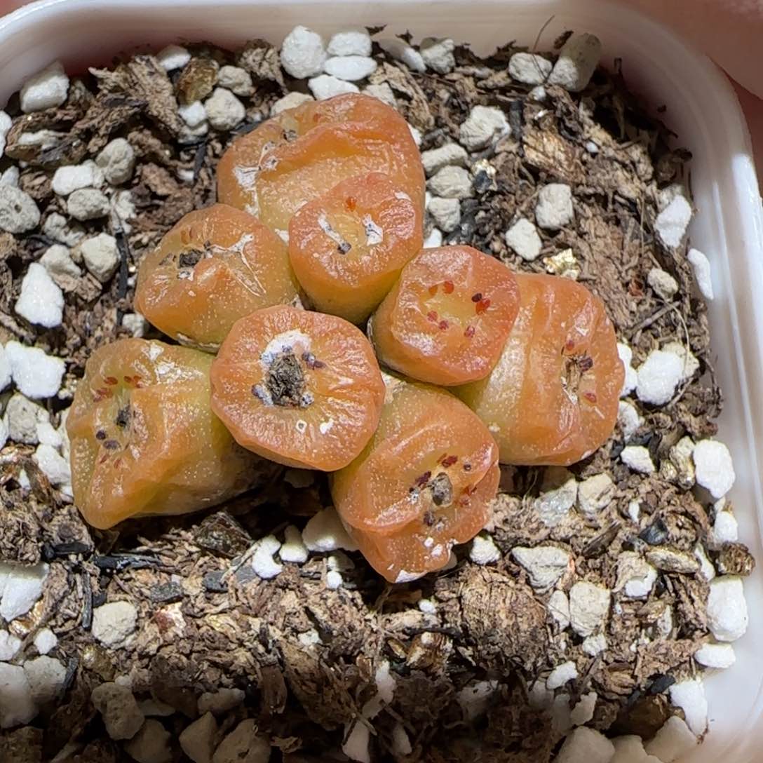 肉锥多肉植物百科4-方烧186