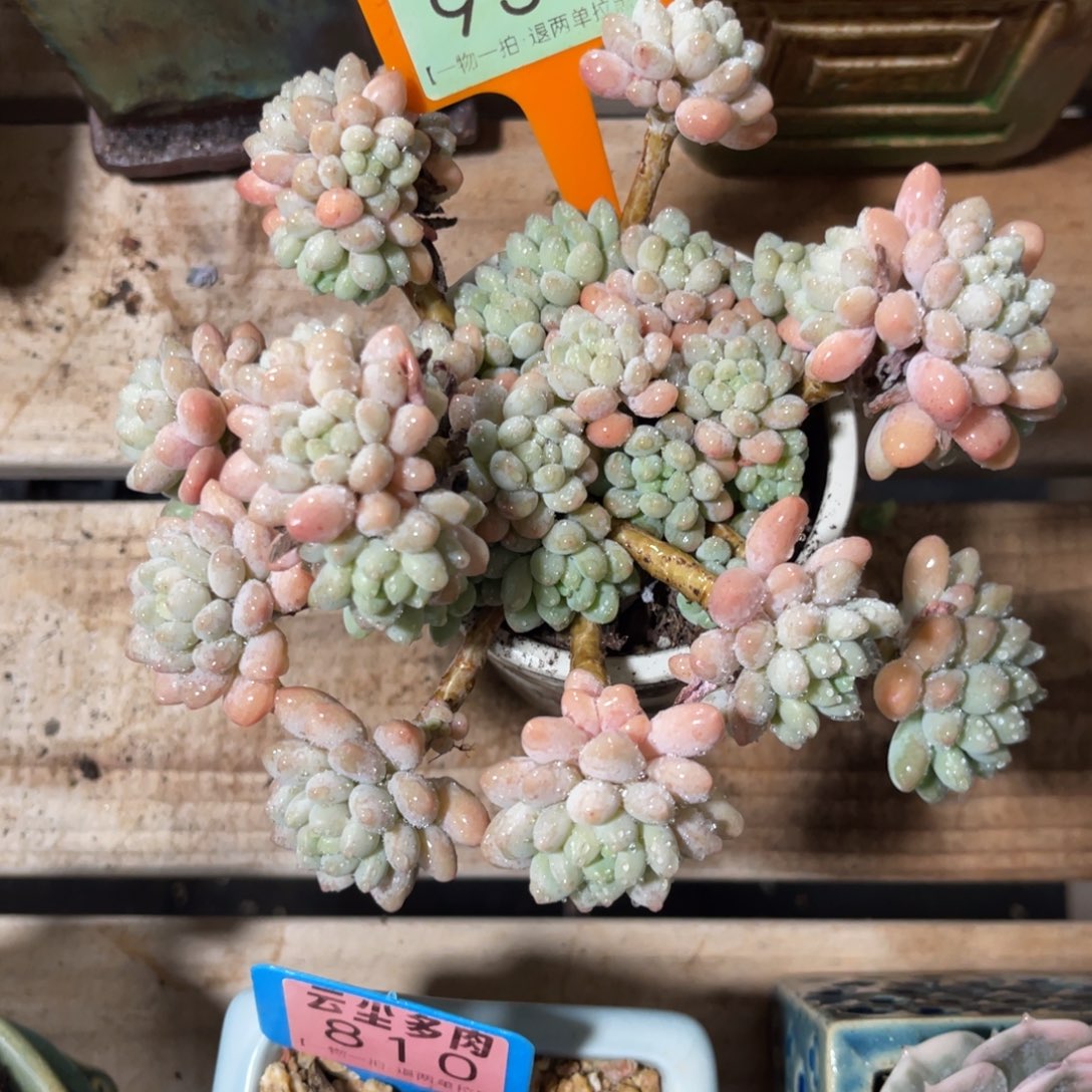 屁***酱云尘多肉一物一拍不含盆936