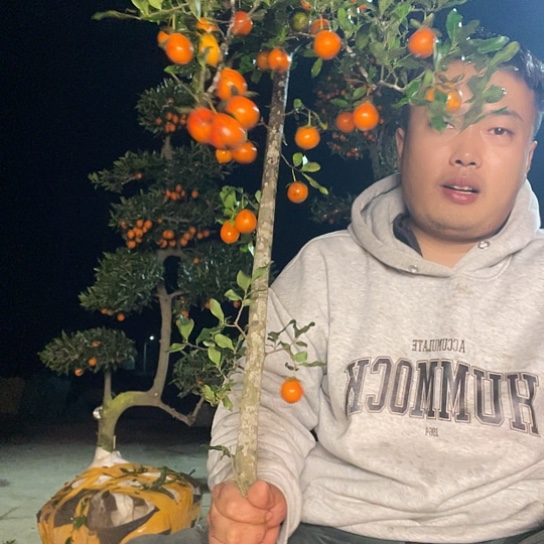 无花朵金弹子庭院原生品种