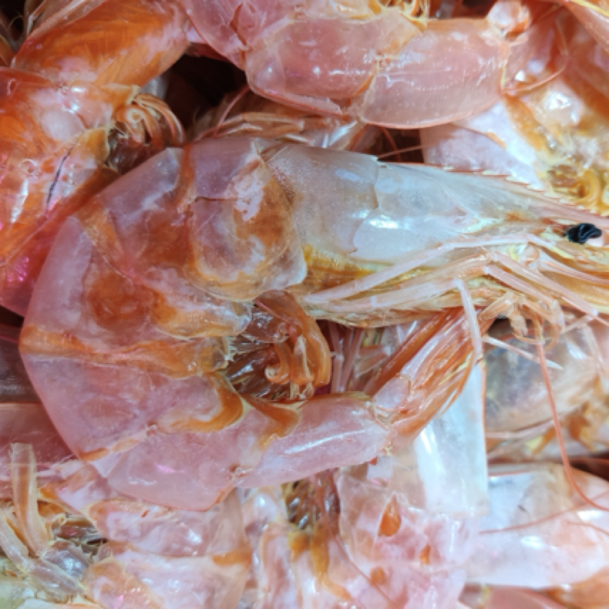 烤虾大号特大号干虾孕妇儿童补钙海产干货温州特产无盐烤虾500克精品