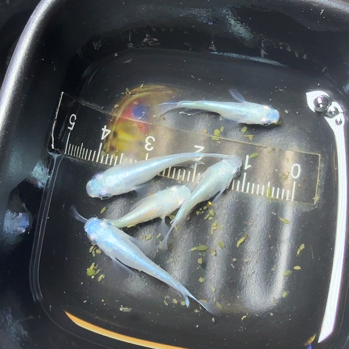 青鳉鱼78号拍品干之混搭