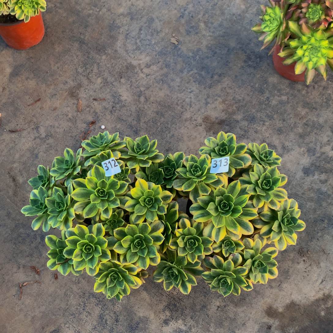 【闪购商品】菊****）312 313 寄养