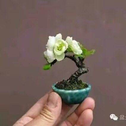 云锦 杜鹃 枇杷 各类素材