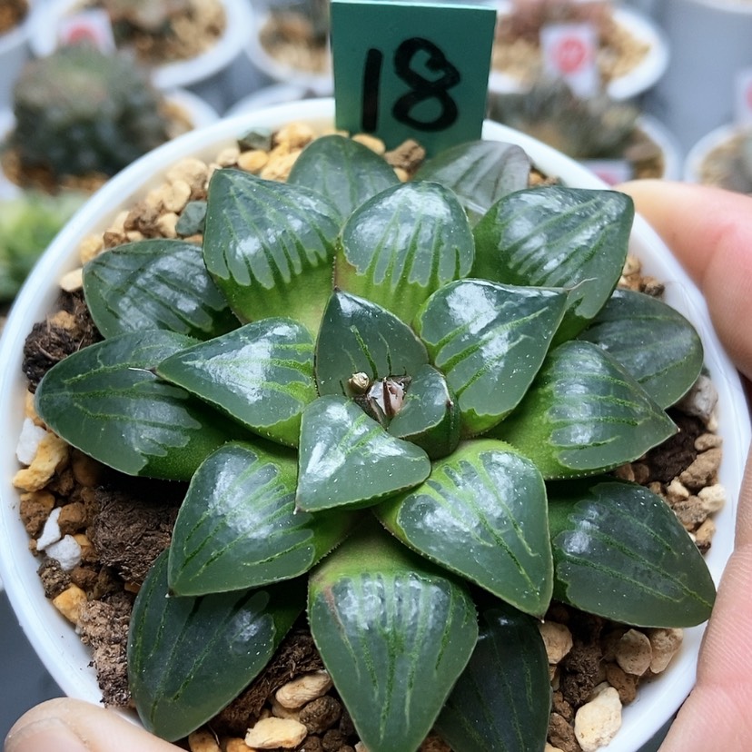 【闪购商品】18翠虎