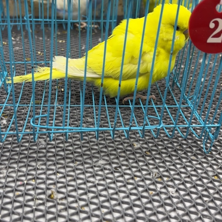 自***风虎皮鹦鹉特价少毛