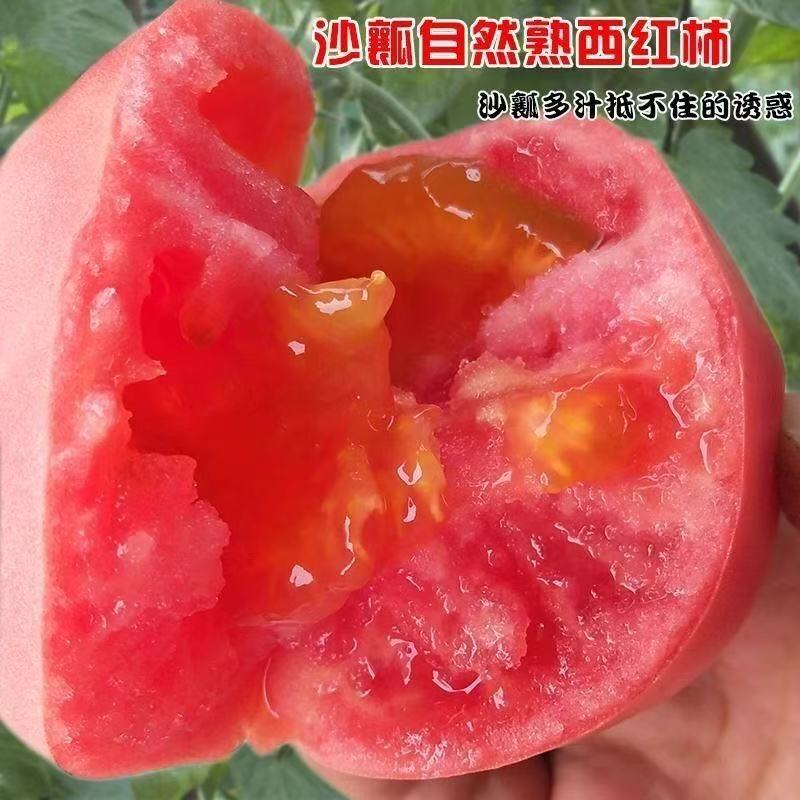 沙瓤西红柿新鲜采摘生吃农家番茄现摘自然水果成熟当季蔬菜（2）