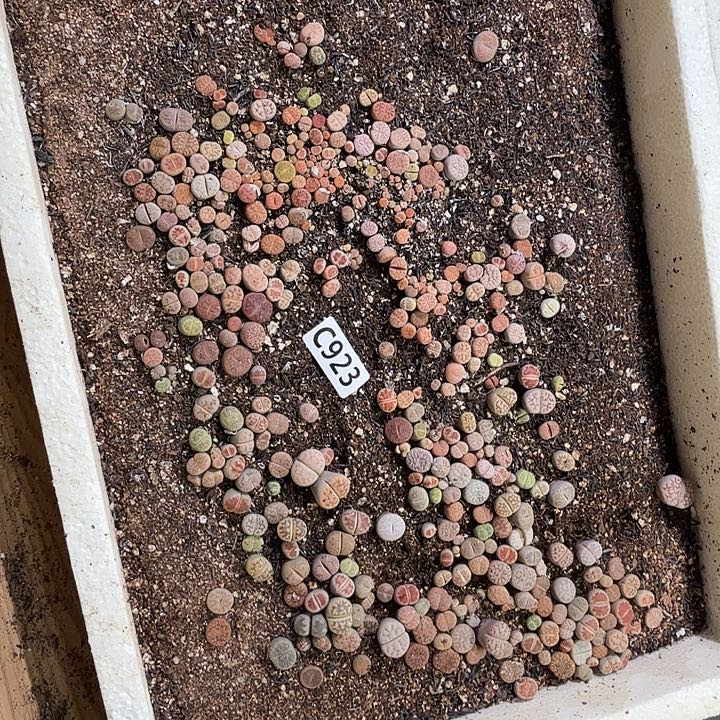 生923石花整框脱土发货不售后