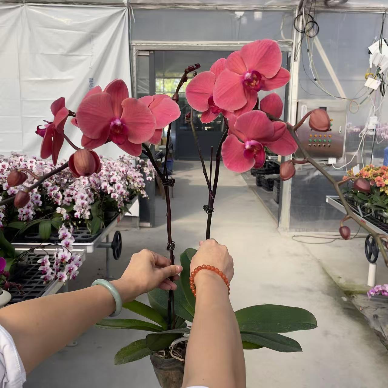 《蜜橙》精品蝴蝶兰 橙红色系 室内花卉