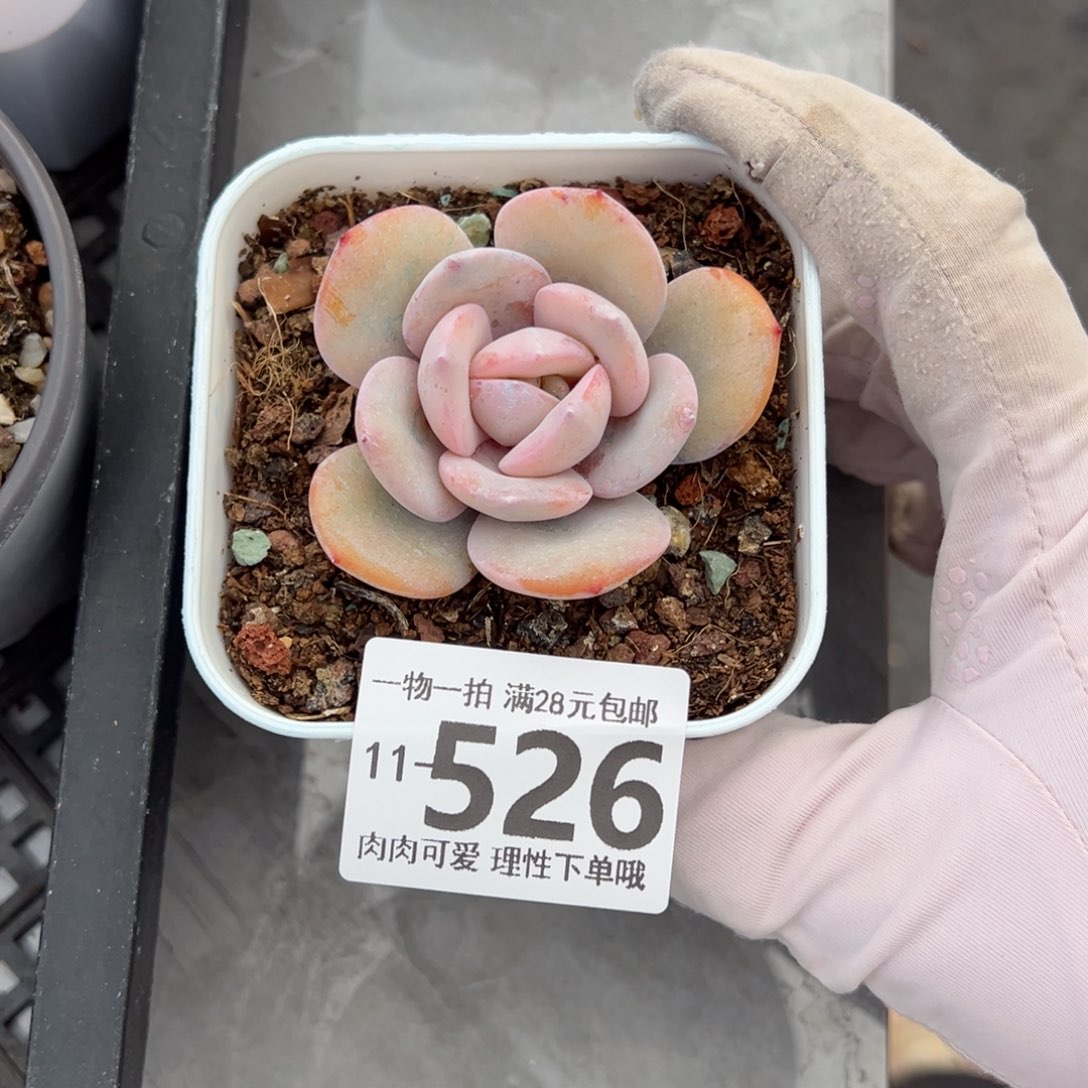 奶茶，多肉多肉多肉多肉