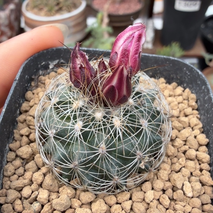 白虎娇丽（满28包邮）