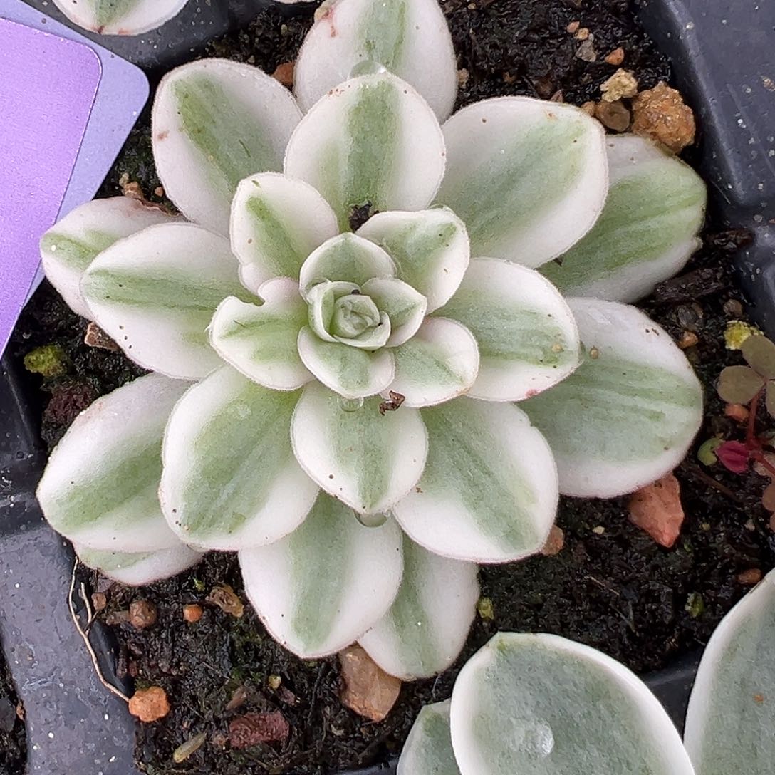 山地玫瑰锦冬雪148号