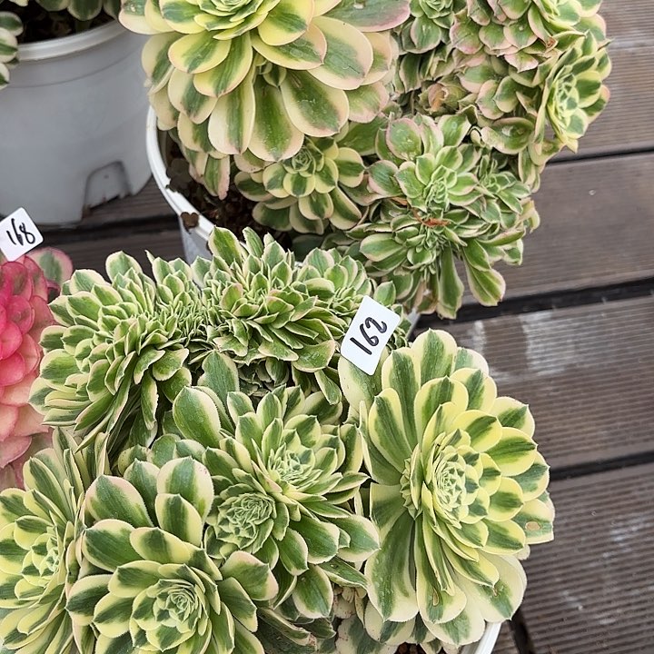 163-162多肉植物植物植物