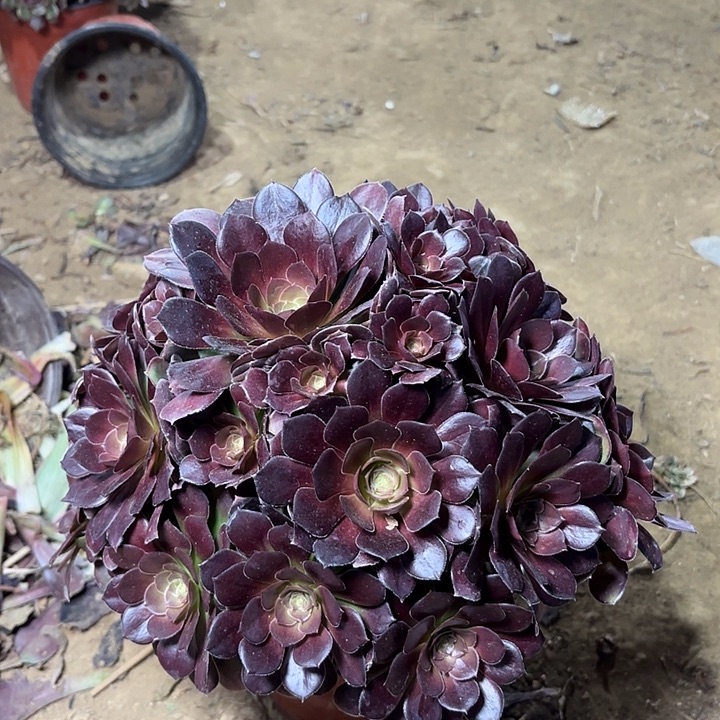 多肉植物荷兰玫瑰8