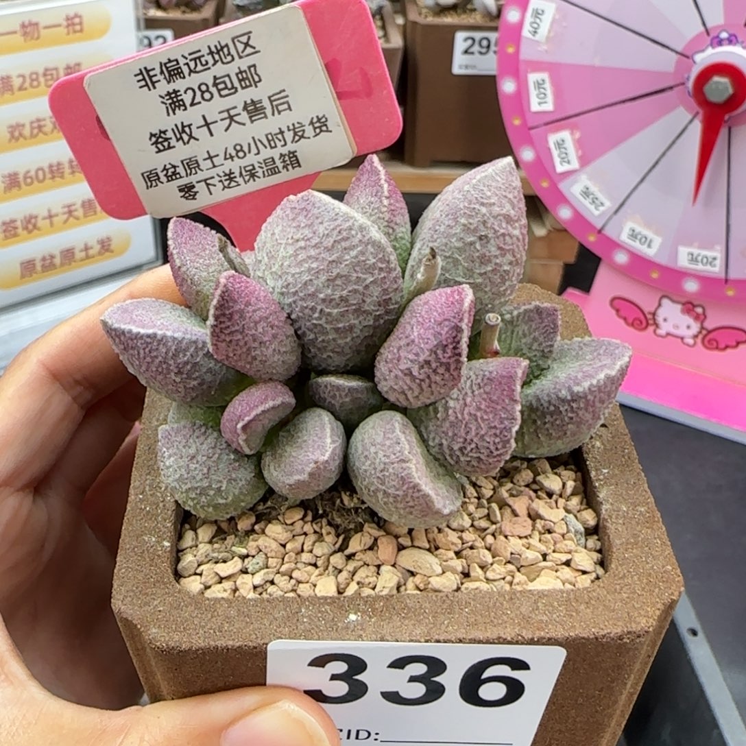 336哈莫猪肝多肉植物