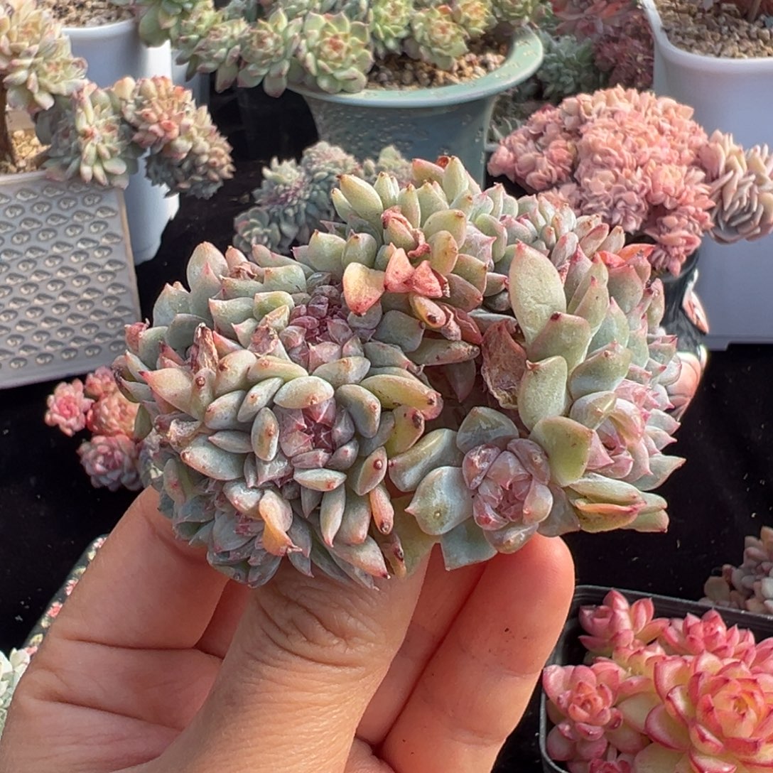 平切 新年快乐 新年快乐