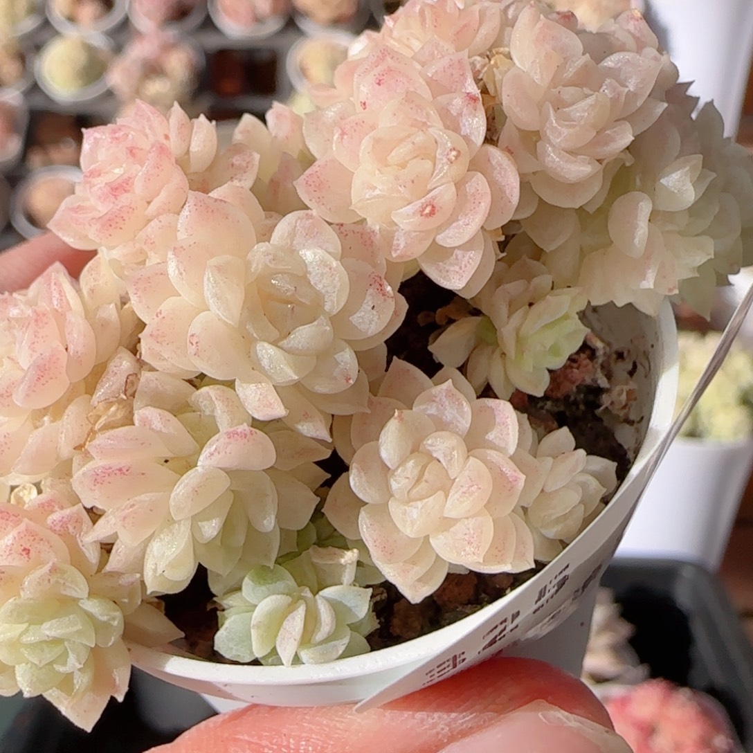 花语多肉0104-325散