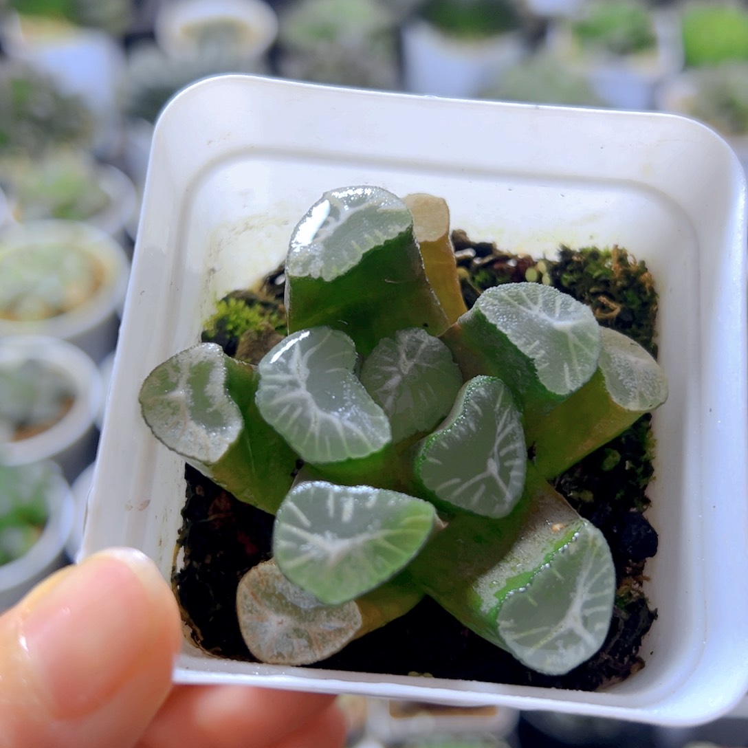 玉龙万象多肉多肉多肉1