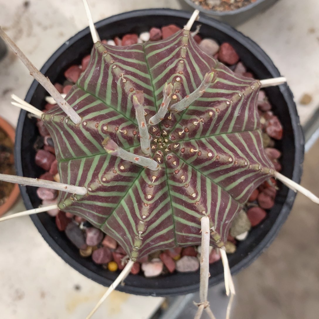 开播福利实生仙人球仙人球仙人球