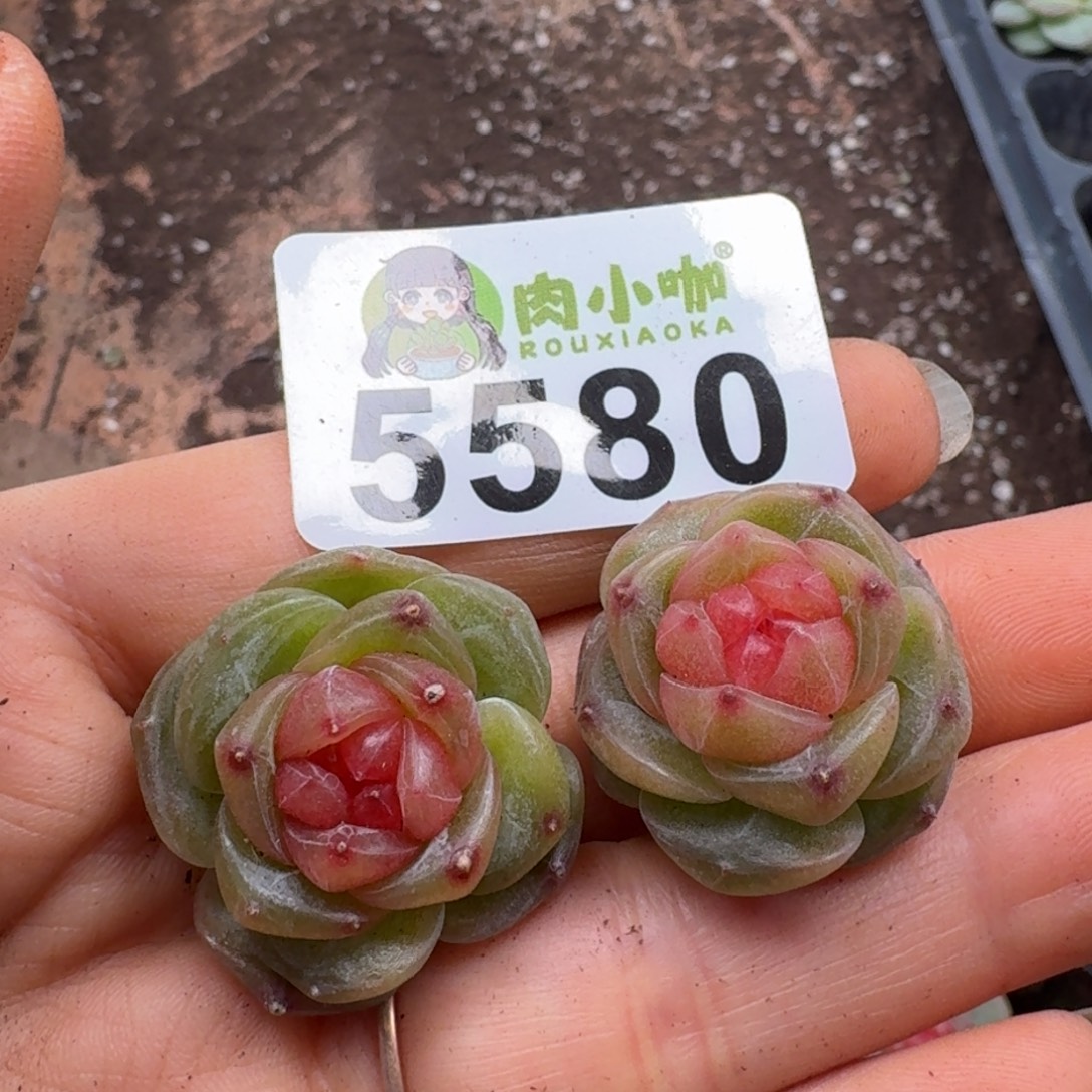 骑***风多肉植物多肉植物