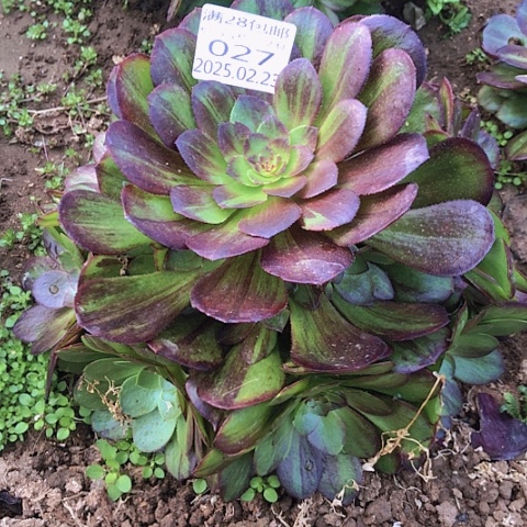 2.23-27花月夜多肉植物