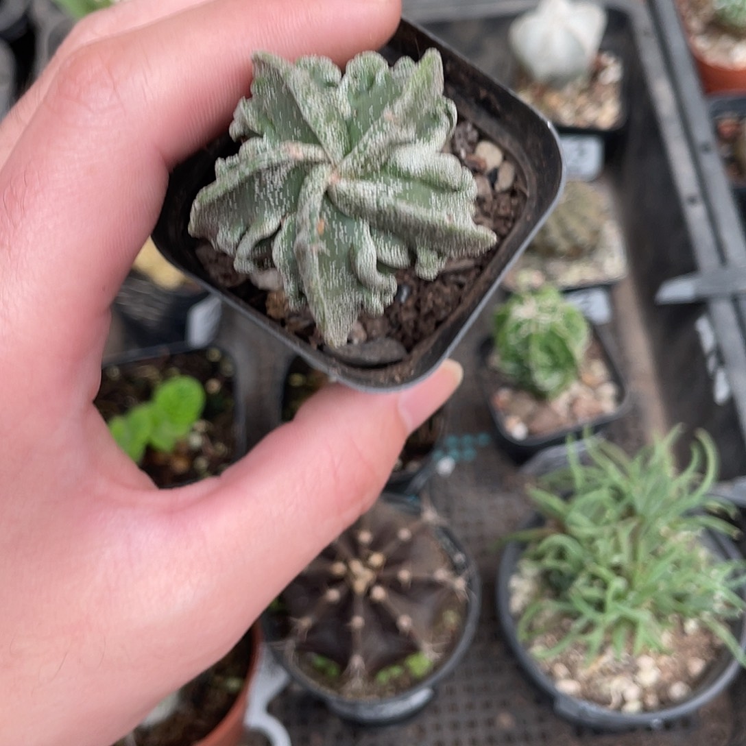 665核桃（满18包邮）