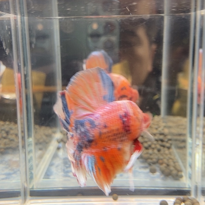 斗鱼黑307号巨否将军