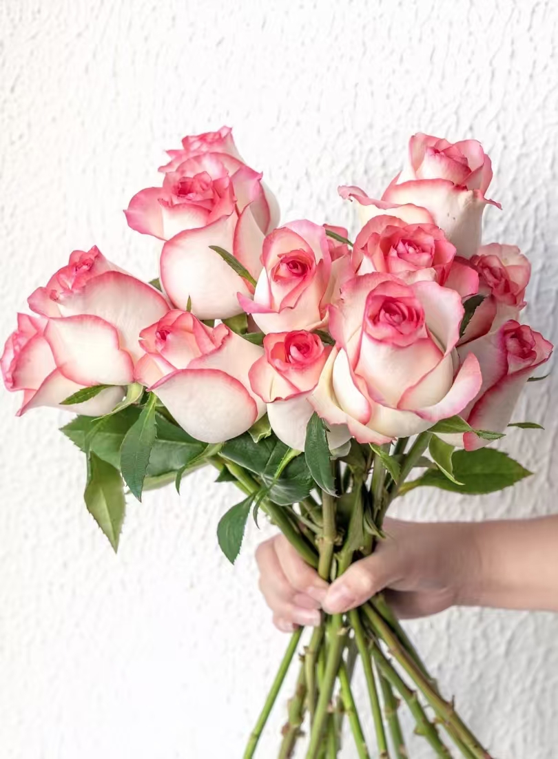 A5【艾莎+洛神+香槟+戴安娜+黄莺草】