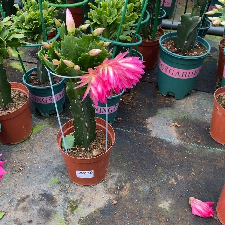 大部分花苞少量开放280嫁接082