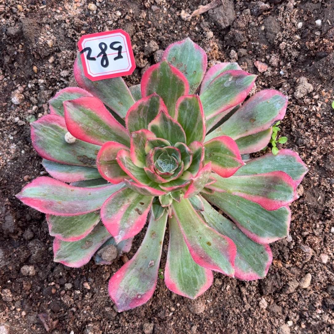 583多肉植物拉菲皇后