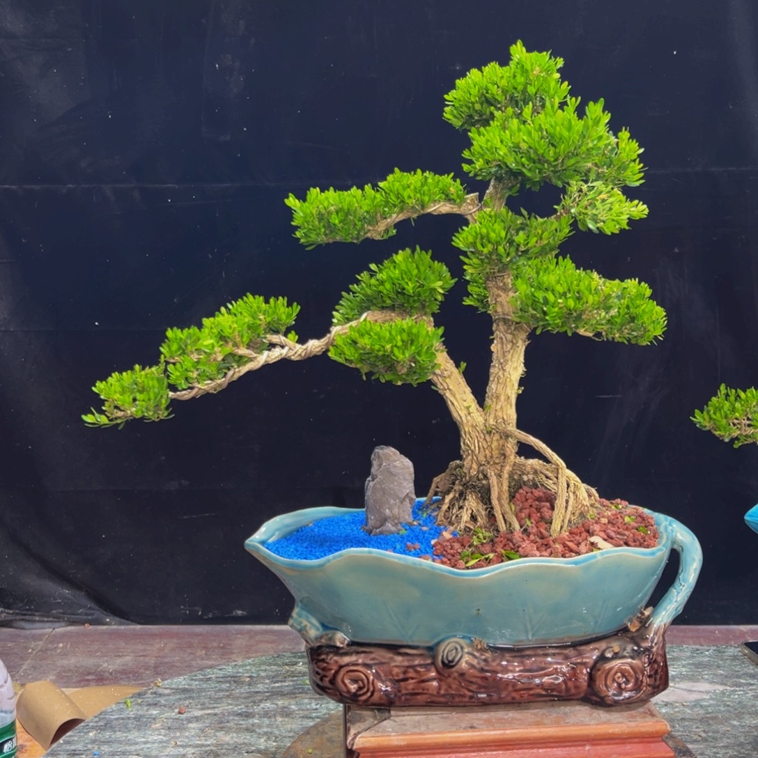 无花朵广东黄杨四季常青