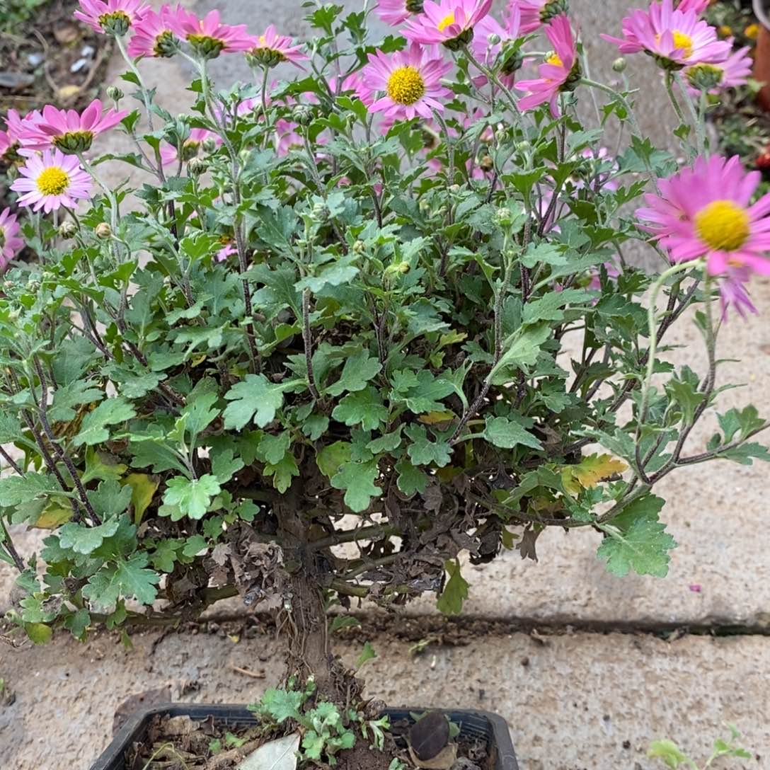 甜***～无花朵盆景盆景50