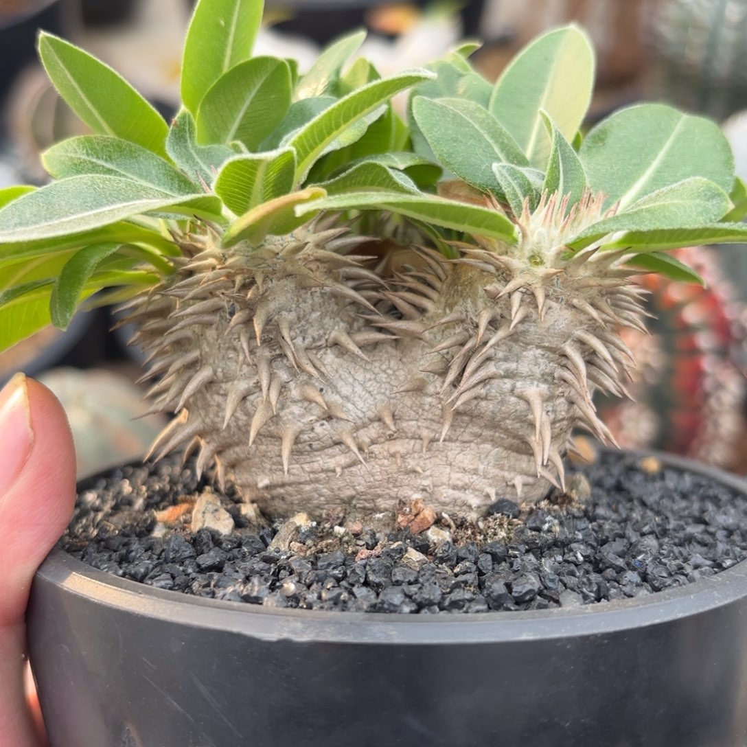 完全开放会比大黑gg