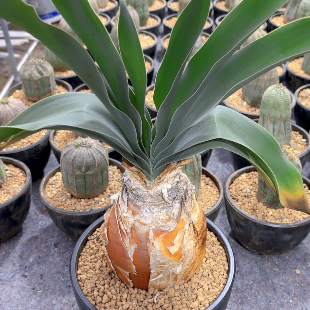 巨凤之卵G g g g g g