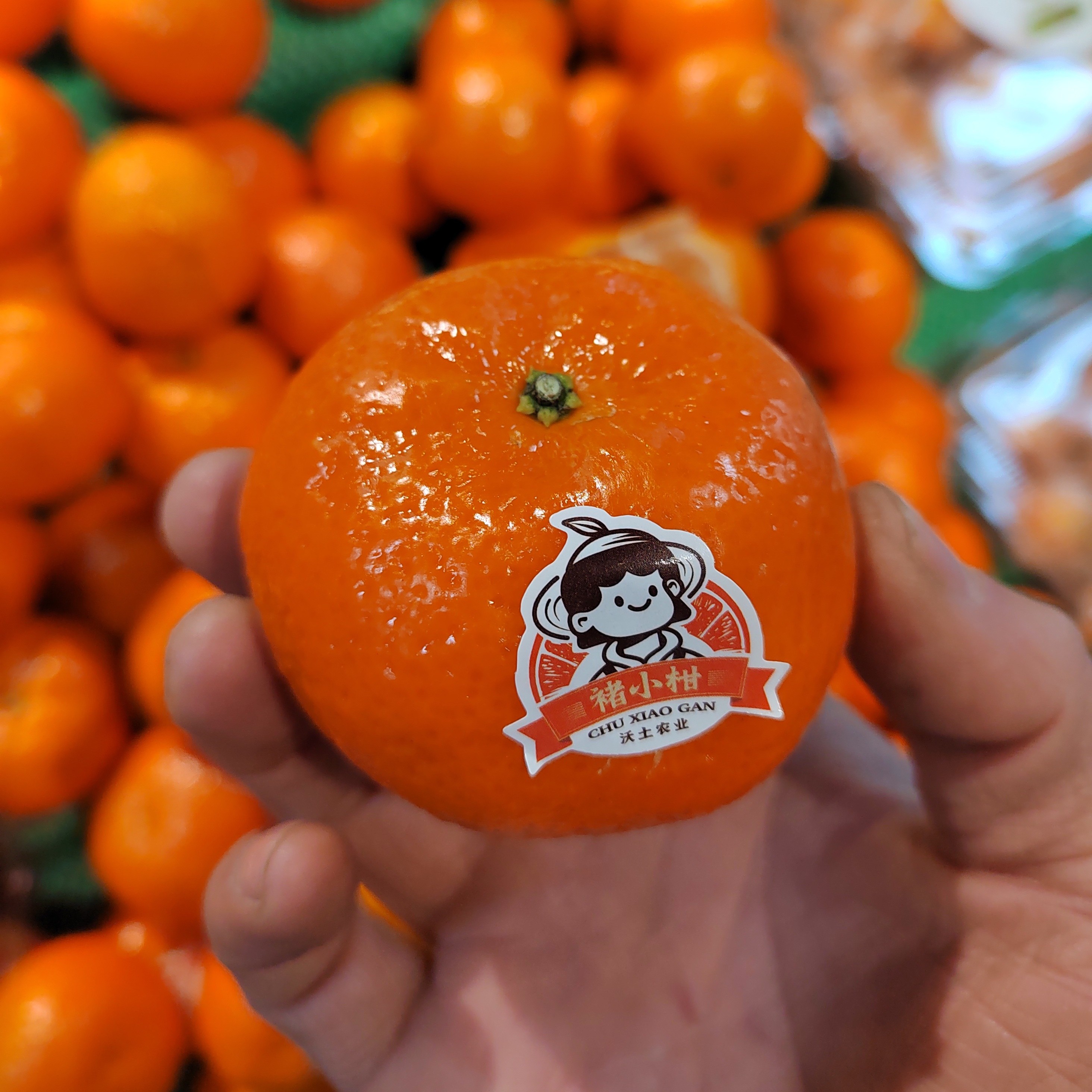 褚小柑   非常好吃 8.8每斤