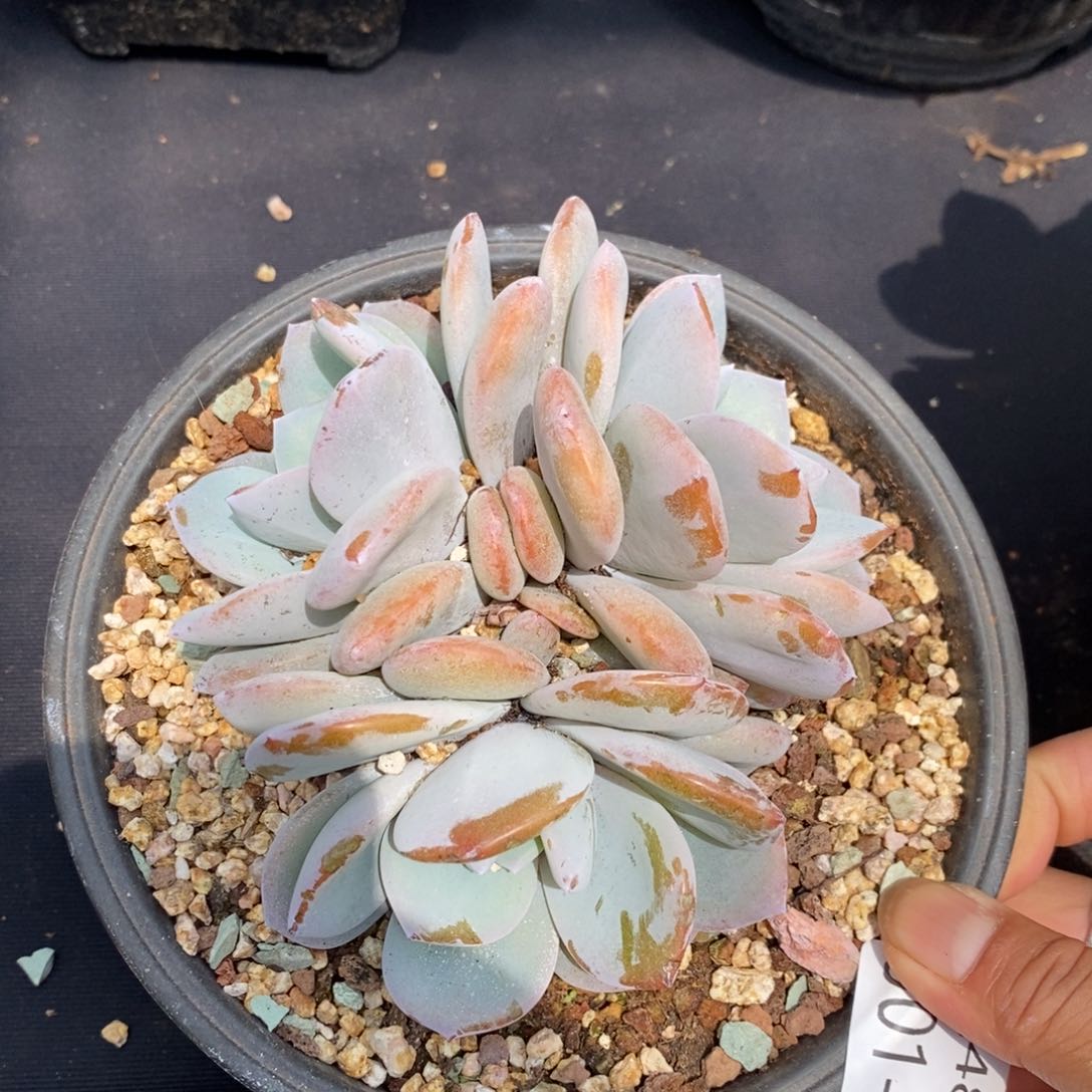 夏悦多肉901-14奶茶