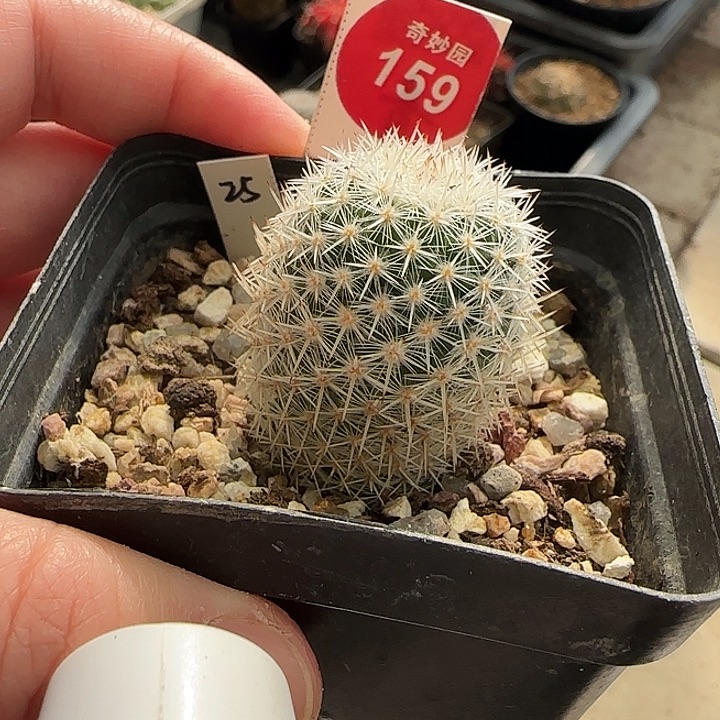 实生敷岛3cm一棵树上