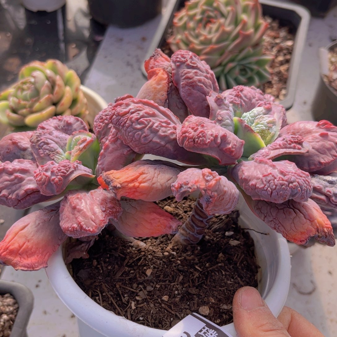 男爵3139多肉植物