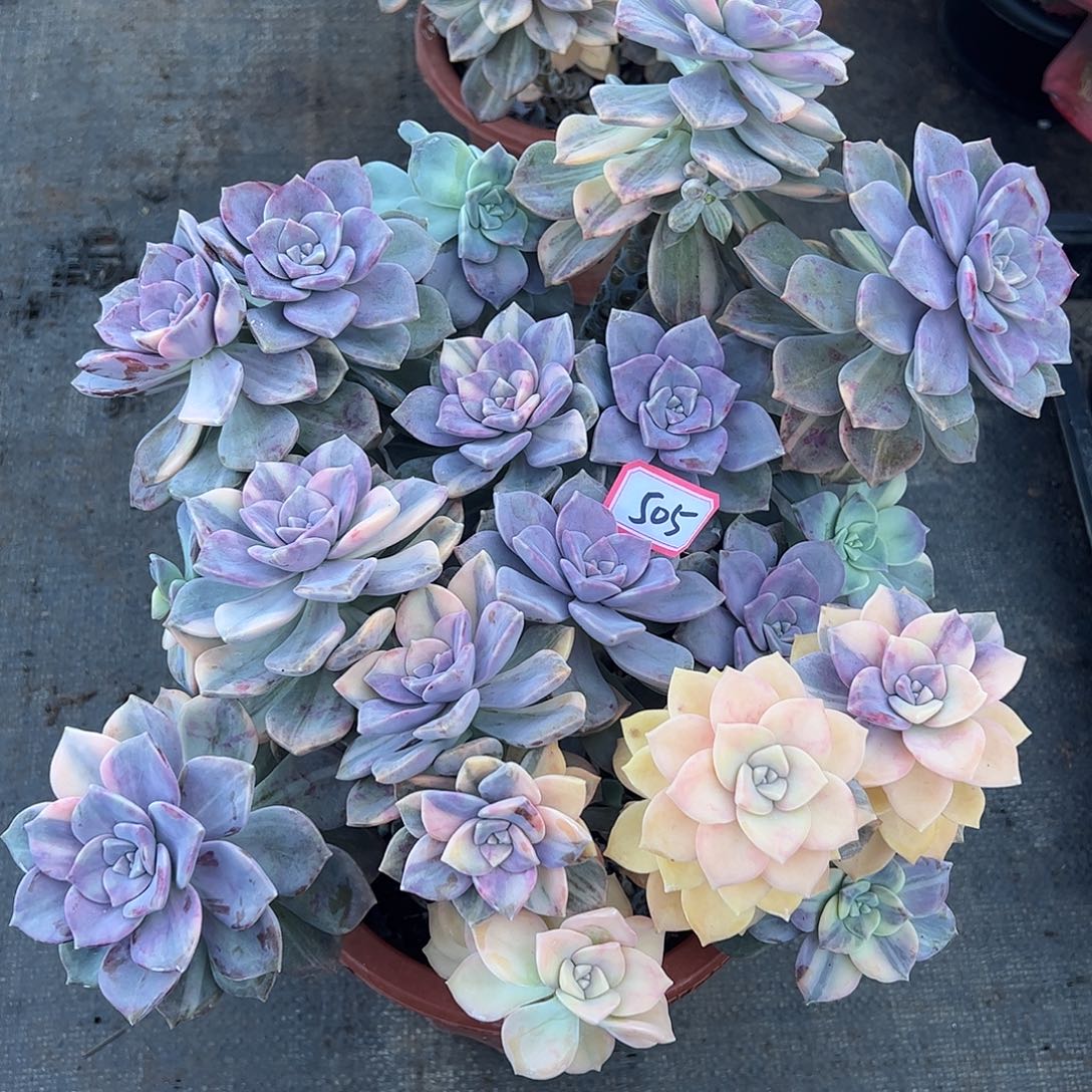 505号紫乐锦，一物一拍