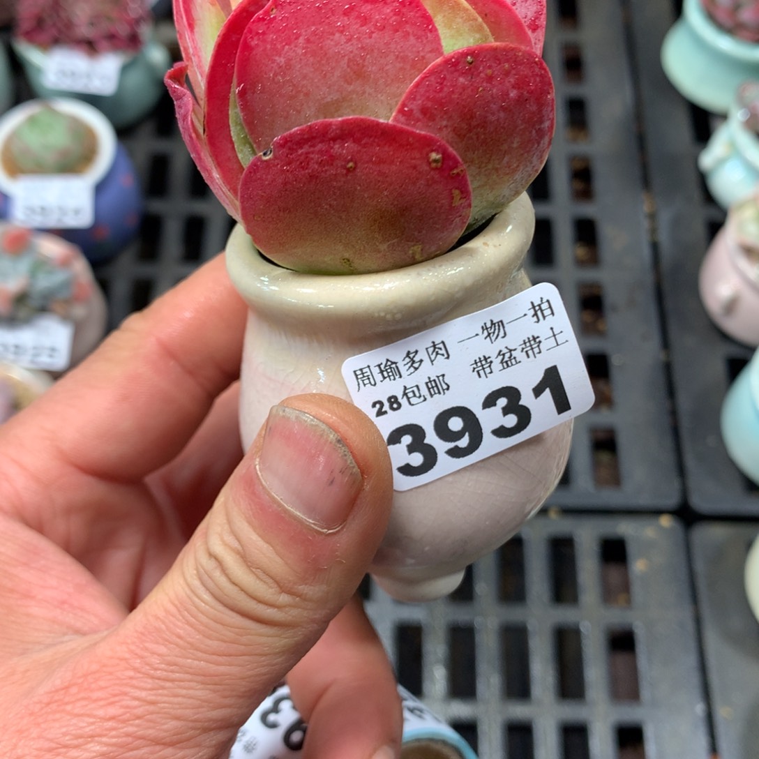 精控多肉植物3931