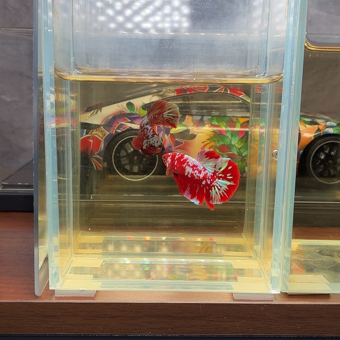 斗鱼彩金将军公鱼