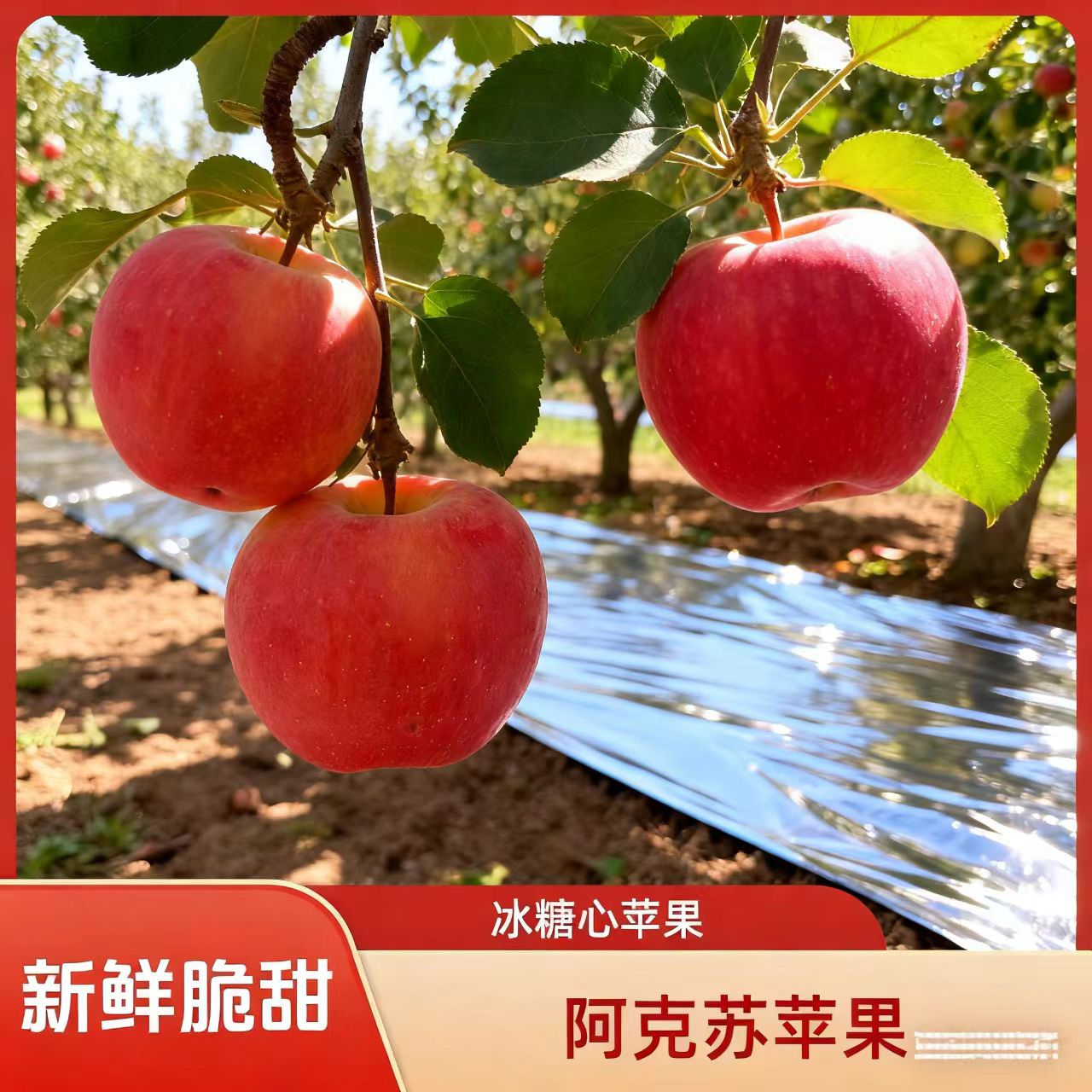 阿克苏冰糖心苹果