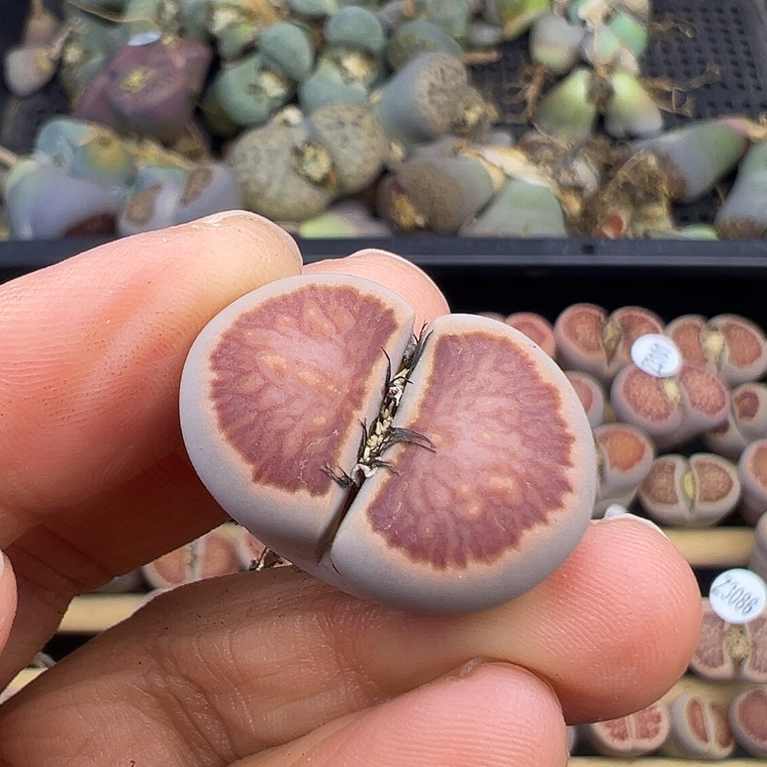 3106 生石花美菊福利炸