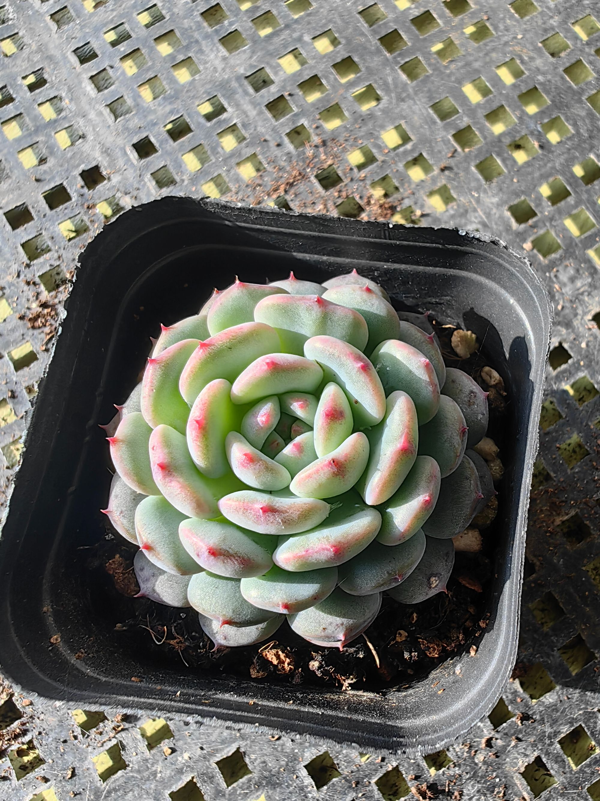 白胖子多肉精品多肉带盆土实拍室内好养绿植（直播间展示为准）