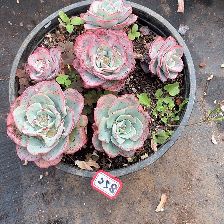 258黄桃 一物一拍多肉