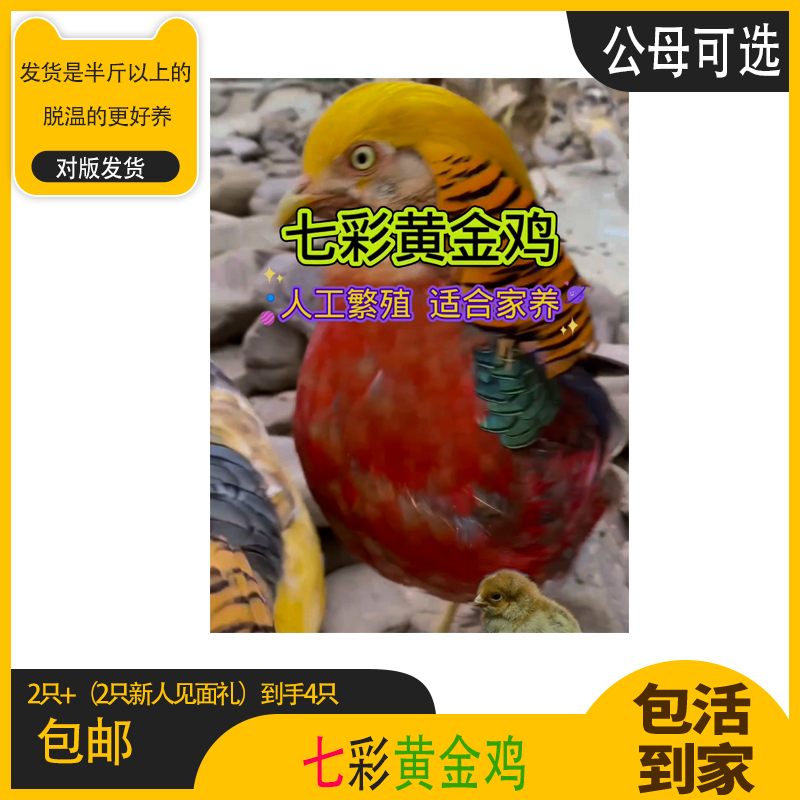 脱温半斤以上七彩黄金鸡鸡肉肉质鲜美 包冰率15%-20%