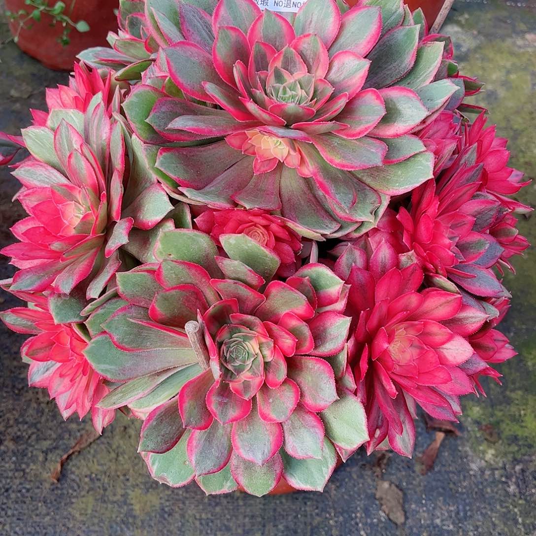 无花朵守**福多肉植物黑魔锦216