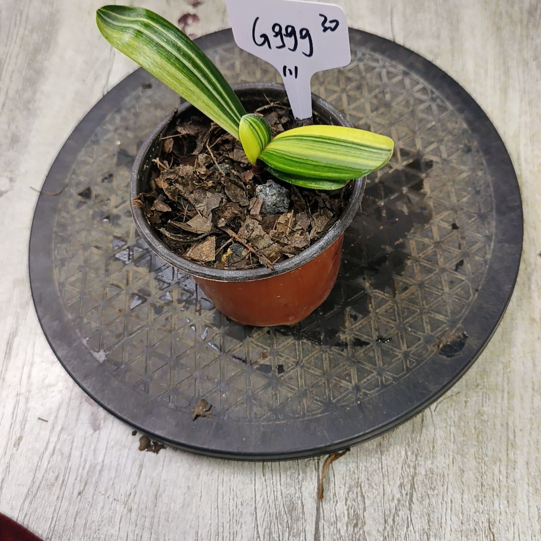 G***g完全开放君子兰默认寄养gggg