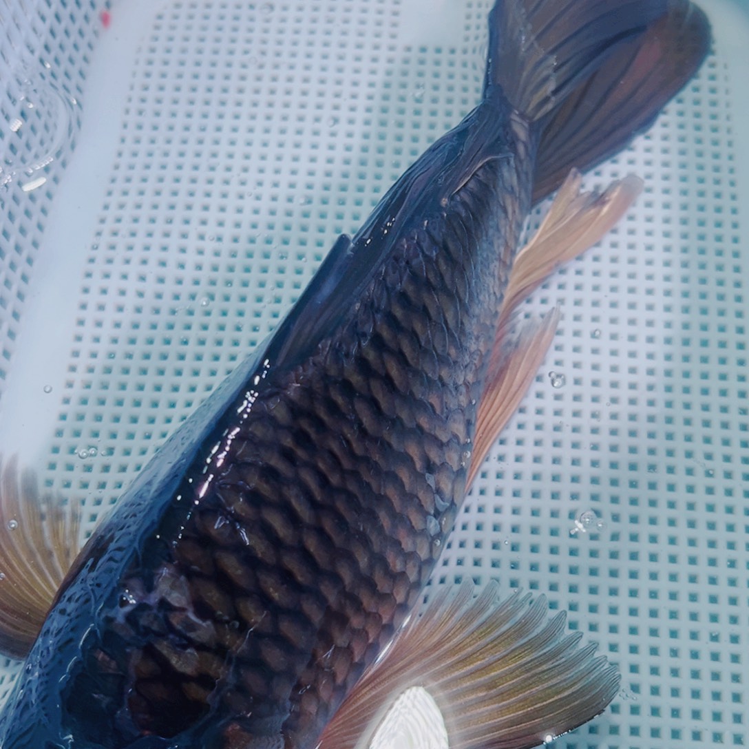 锦鲤锦鲤观赏鱼水105