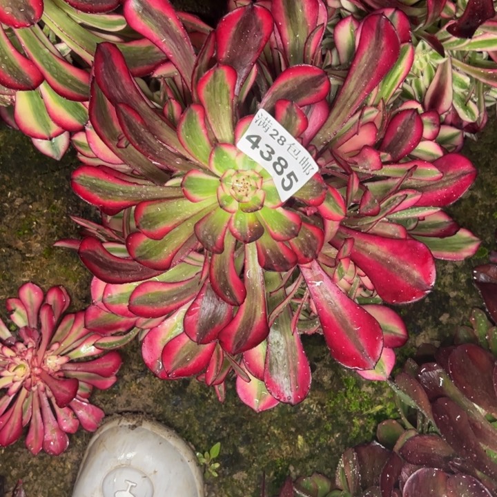 4385南同白多肉植物